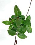 Hoya Carnosa Green 20CM H b