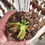 Venus Fly Trap 'B52.' Special Import. - Dormant Plant. 12CM Plastic Container.