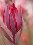 Leucadendron Jolly Joker 15CM Pot