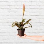 Flaming Sword Plant - 14CM Nursery Pot