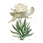 Squirrel 1 Art Print