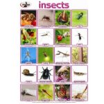 Chart Insects