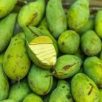 Mango Green Concentrate - 10ML