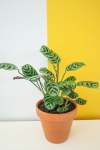 Fishbone Prayer Plant - 15CM