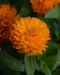 Zinnia Zahara Double Bright Orange Seed - 500 Raw Seed