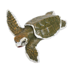 Sea Life Turtle Kemps Ridley Sea Turtle Baby