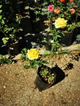 Yellow Rose Bush 10 Litres