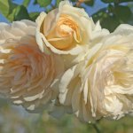 Wedding Garland Climbing Rose 5LT