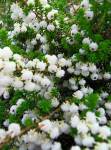 Erica Formosa 22CM Pot