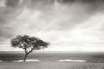 Fever Tree Simplicity Artwork - 88CM X 124CM