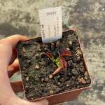 Venus Fly Trap 'wip Long Snapper.' Special Import. - Dormant Plant. 7.5CM Plastic Container.