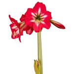 Amaryllis Sonatini – “hot Lips” Bulbs