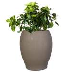 Pafuri Plant Pot - 800MM X 670MM Velvet