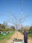 Celtis Africana 1000LT Tree