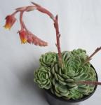 Echeveria Elegans 15CM Pot