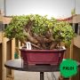 Portulacaria Afra "spekboom" - PXL01 500MM L X 420MM D X 330MM H