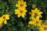 Bidens Yellow Charm 14CM Pot
