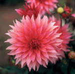 Dahlia Cactus – “belmonte” Bulbs
