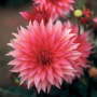 Dahlia Cactus – “belmonte” Bulbs