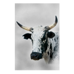 NGUNI1 Art Print - A2
