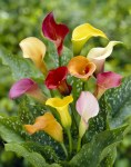 Zantedeschia Assorted Bulbs