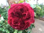 Marsala Grandirosa Korsalamar Panarosa Rose 5LT