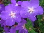 Tibouchina Elegans 10LT
