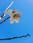 Almond Tree Prunus Dulcis 20LT