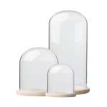 Glass Dome With Pine Base - 25X30CM