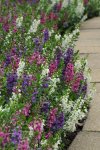 Angelonia Serenita F1 Mix Seed - 500 Pelleted Seed