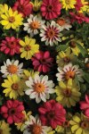 Zinnia Zahara Raspberry lemonade Mix Seed - 10 Raw Seed