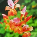Tritonia Securigera 5 Bulbs. Rare And Indigenous.