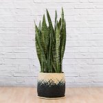 Mother In Law's Tongue - Extra Large - In Mimi Palm Leaf Basket