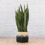 Mother In Law's Tongue - Extra Large - In Mimi Palm Leaf Basket