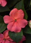 Impatiens Beacon Coral Seed - 1000 Coated Seed