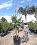 Diospyros Whyteana 125LT