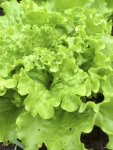 Lettuce Blond De Paris Seed - 2 G Raw Seed