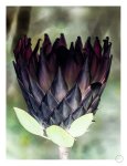 King Protea 1 Art Print - A4