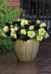 Petunia Sophistica Blackberry Seed - 10 Pelleted Seed