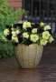 Petunia Sophistica Blackberry Seed - 10 Pelleted Seed