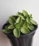 Teardrop Peperomia - Pixie Lime - 14CM Nursery Pot