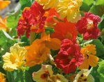 Nasturtium Climbing Single Mix Seed - 25 G Raw Seed