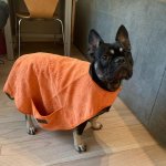 Tall Tails Orange Cape Pocket Towel - Small