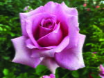 Madiba Hybrid Tea Rose 5LT