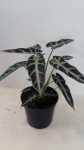 Alocasia Amazonica “bambino” 14CM Pot