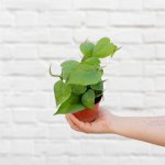 Heart Leaf Philodendron - MINI - In Terracotta Pippin Planter