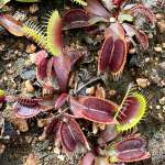 Venus Fly Trap 'petite Dragon.' Special Import. - Dormant Plant. 7.5CM Plastic Container.
