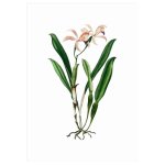 Orchid Art Print