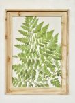 Green Fern Framed Picture – 81X60CM
