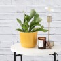 Staghorn Fern - In Gloss Emerson Mustard Planter